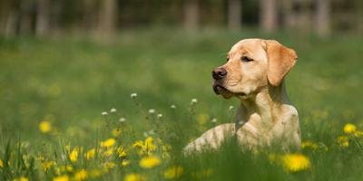 A dog lying on green grass and enjoying the calm weather outside.