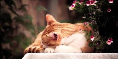 A cat is peacefully resting on top of a table with a flowery plant beside it.