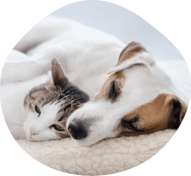 Dog and cat taking a nap