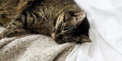 A cat is peacefully sleeping in a bed with a gray blanket.