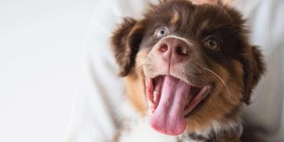 Unraveling Canine Parvovirus - Guide for Pet Owners