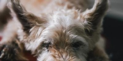 Old West Highland White Terrier Sleeping on a dark bed with ears perked up