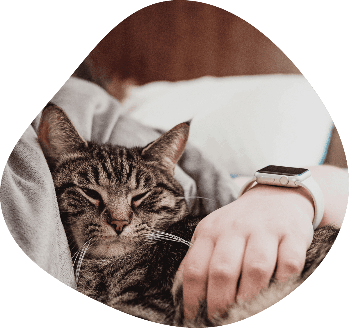 AtHome Cat Euthanasia Near You CodaPet CodaPet