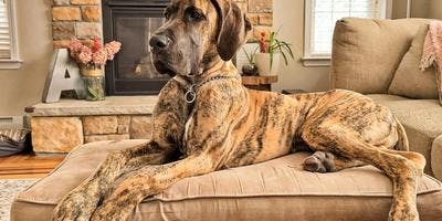 A Great Dane sitting on a couch, looking calm and relaxed.