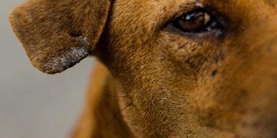 Understanding Rabies and how it effect Pets