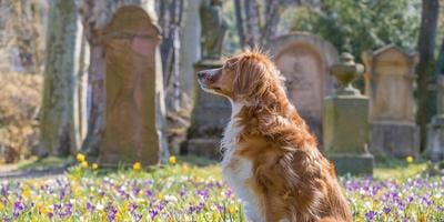 Consider this Before Burying Your Pet