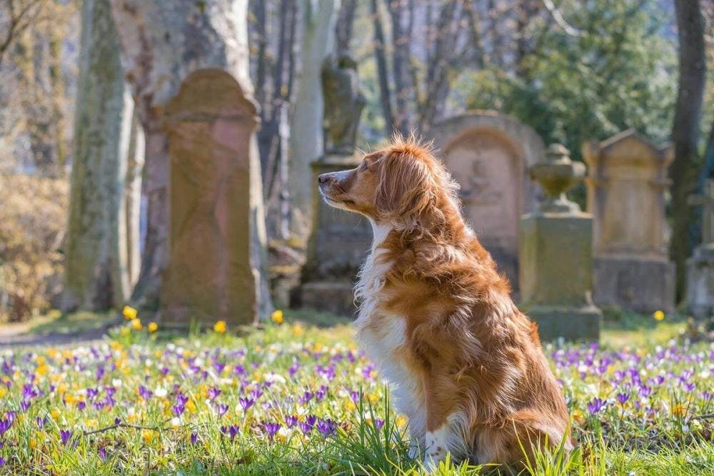 Cover Image for What To Consider Before Burying Your Pet