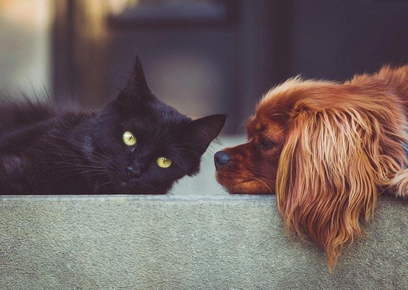 Presence of Your Other Pets and Family Members