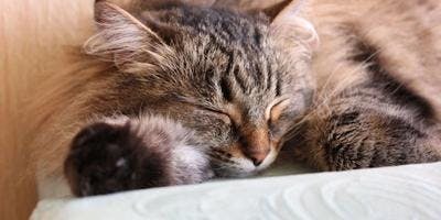 Euthanize a Cat With End-Stage Lymphoma