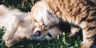 Grief in Pets - How to Help a Surviving Pet Cope With Loss