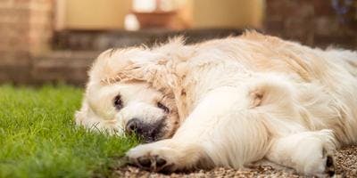Agonal Breathing in Dogs - What It Really Means for Your Pet