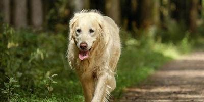 Activities To Engage a Senior Dog