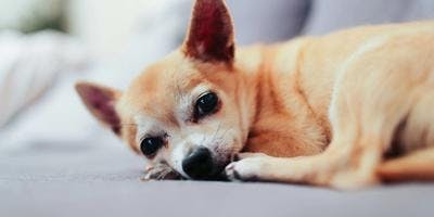 Unveiling the Facts: The Average Lifespan of a Chihuahua