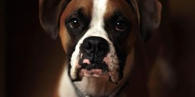 Boxer Dog Sitting and Looking Directly At Camera