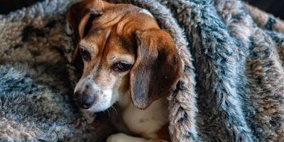 What is Cushing's Disease in Dogs
