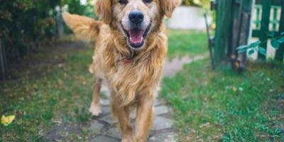 Steps To Prolonging Mobility In Aging Pets