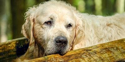 Signs to see if your dog is suffering