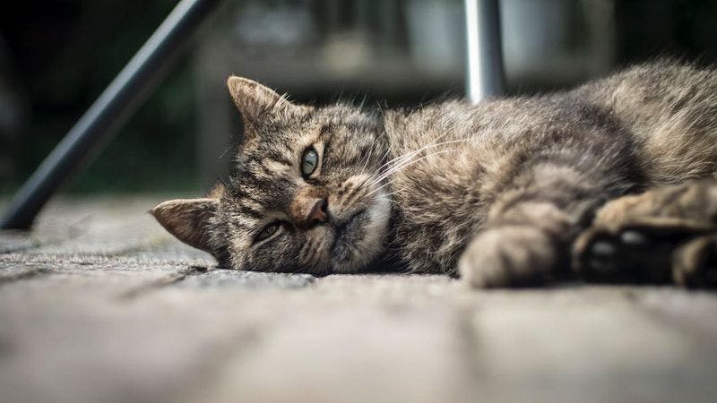 Common Terminal Diseases in Cats