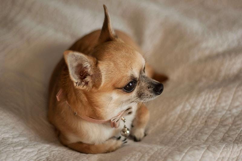 Average Chihuahua Lifespan