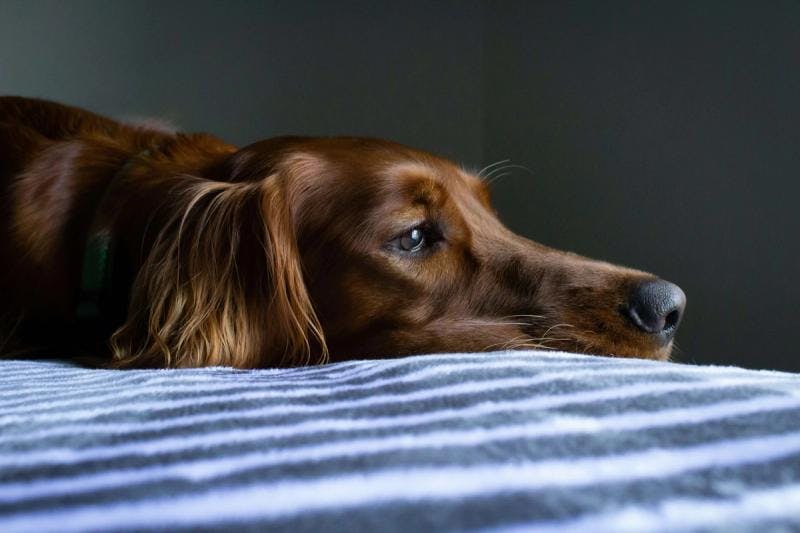 10 signs my dog is dying