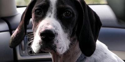 When To Euthanize a Dog With End-Stage Liver Failure