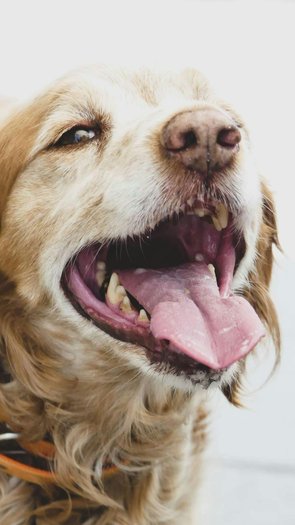 Cover Image for What is an Oral Tumor and Types of Oral Tumors in Pets