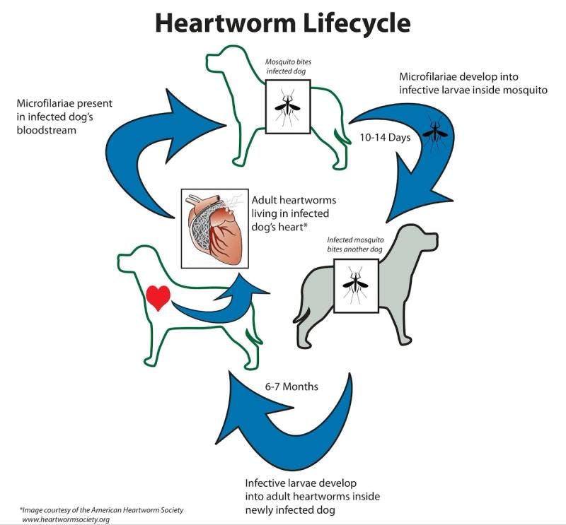 Life Cycle of Heartworm