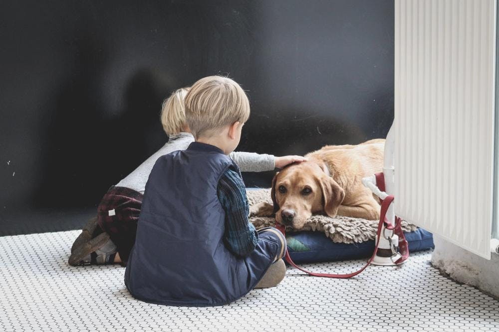 Cover Image for How to help children grieve the loss of a pet 