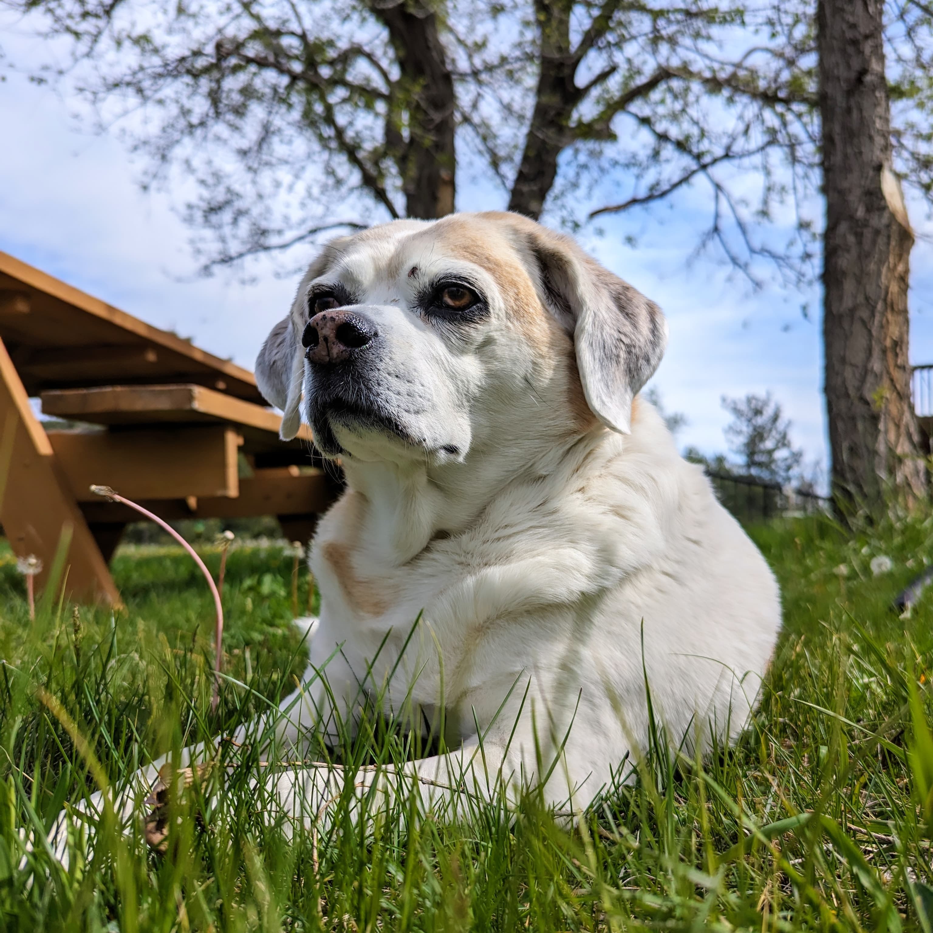 Memorial photo of Bella