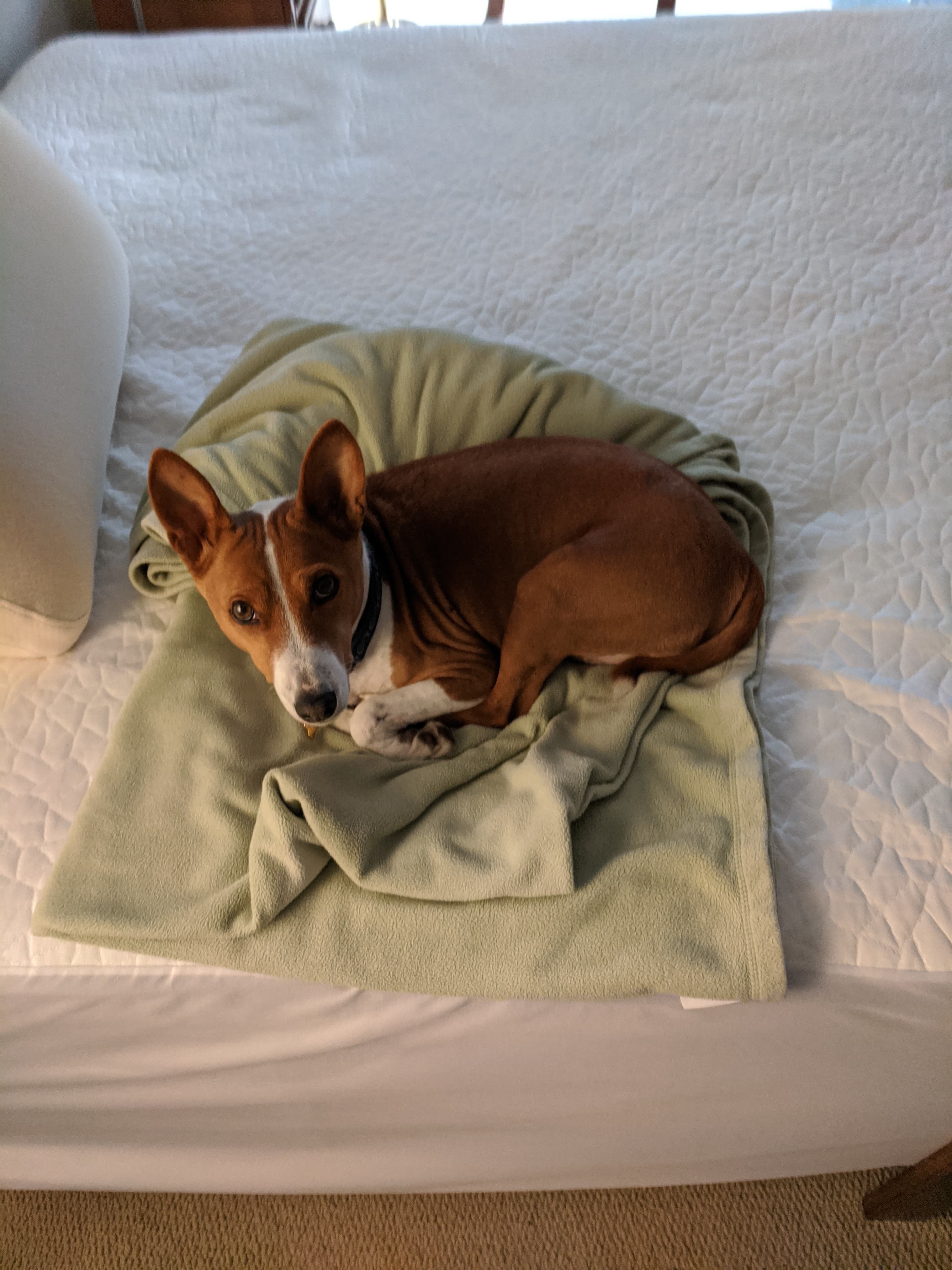 Memorial photo of Toby