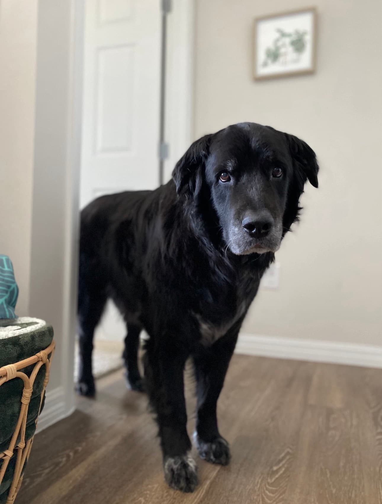 Memorial photo of Courage