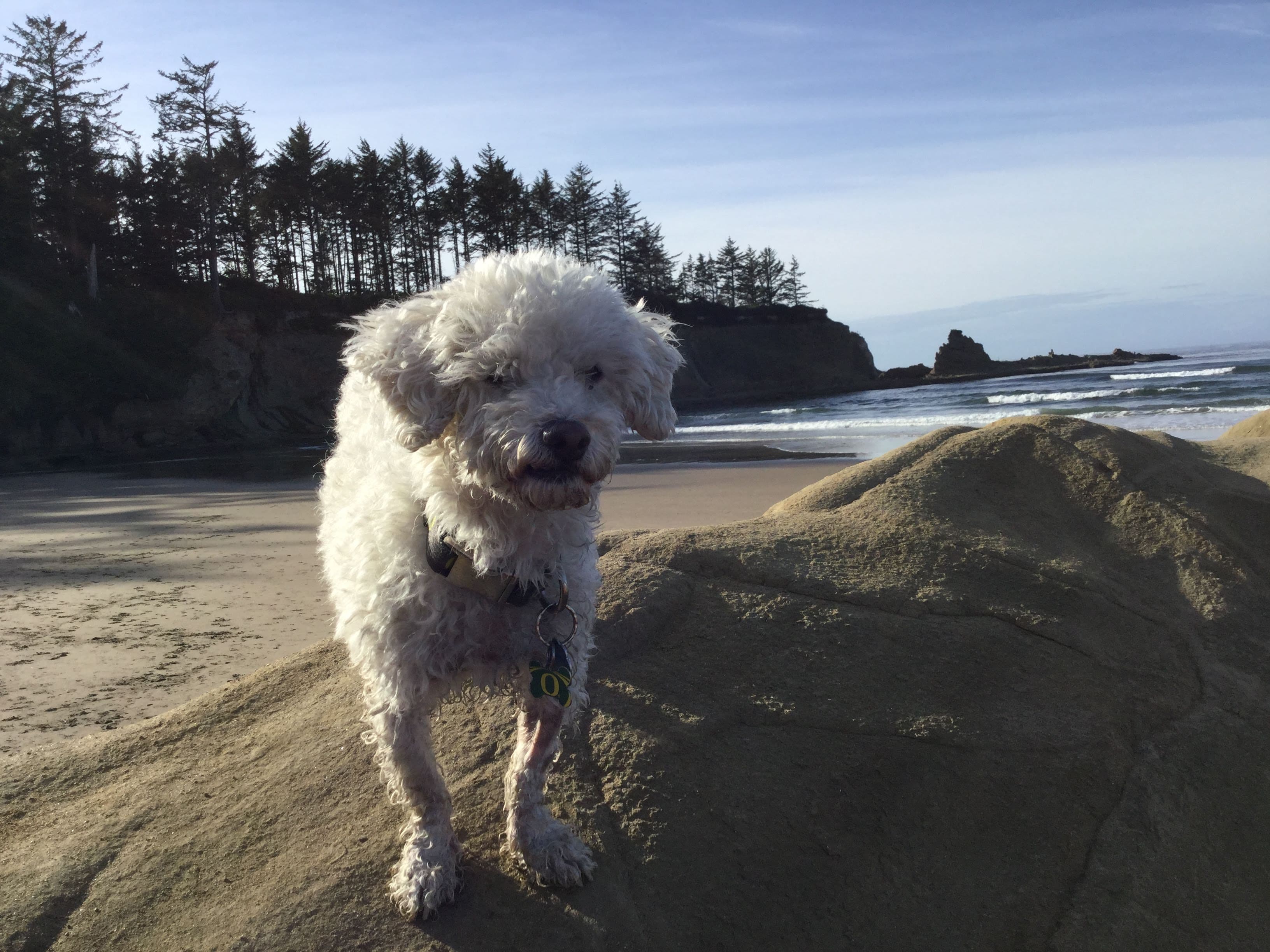 Memorial photo of Casper