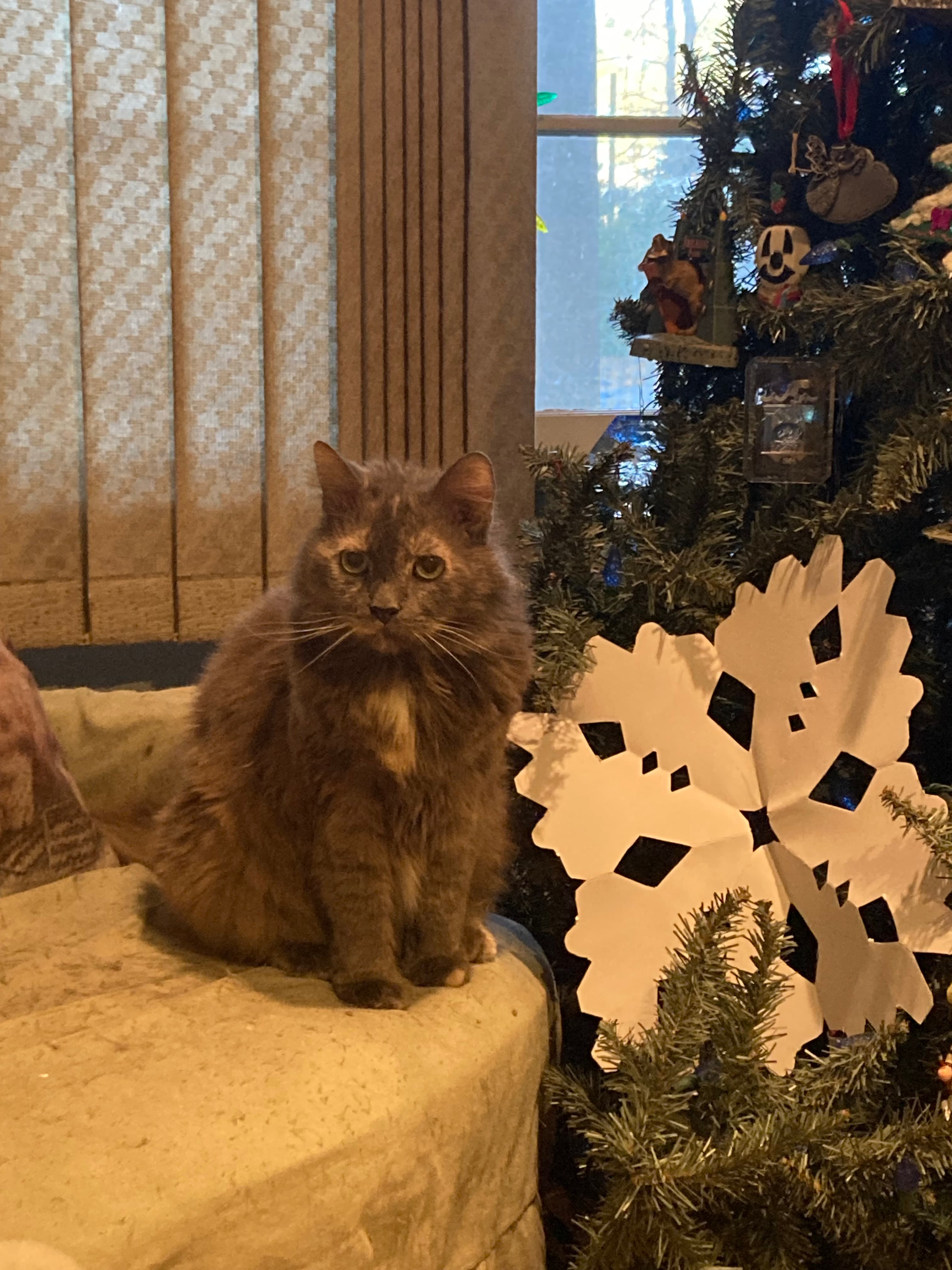 Memorial photo of Muffin