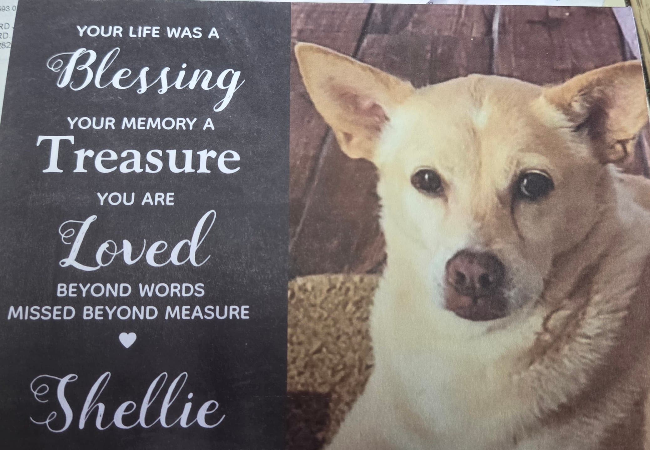 Memorial photo of Shellie