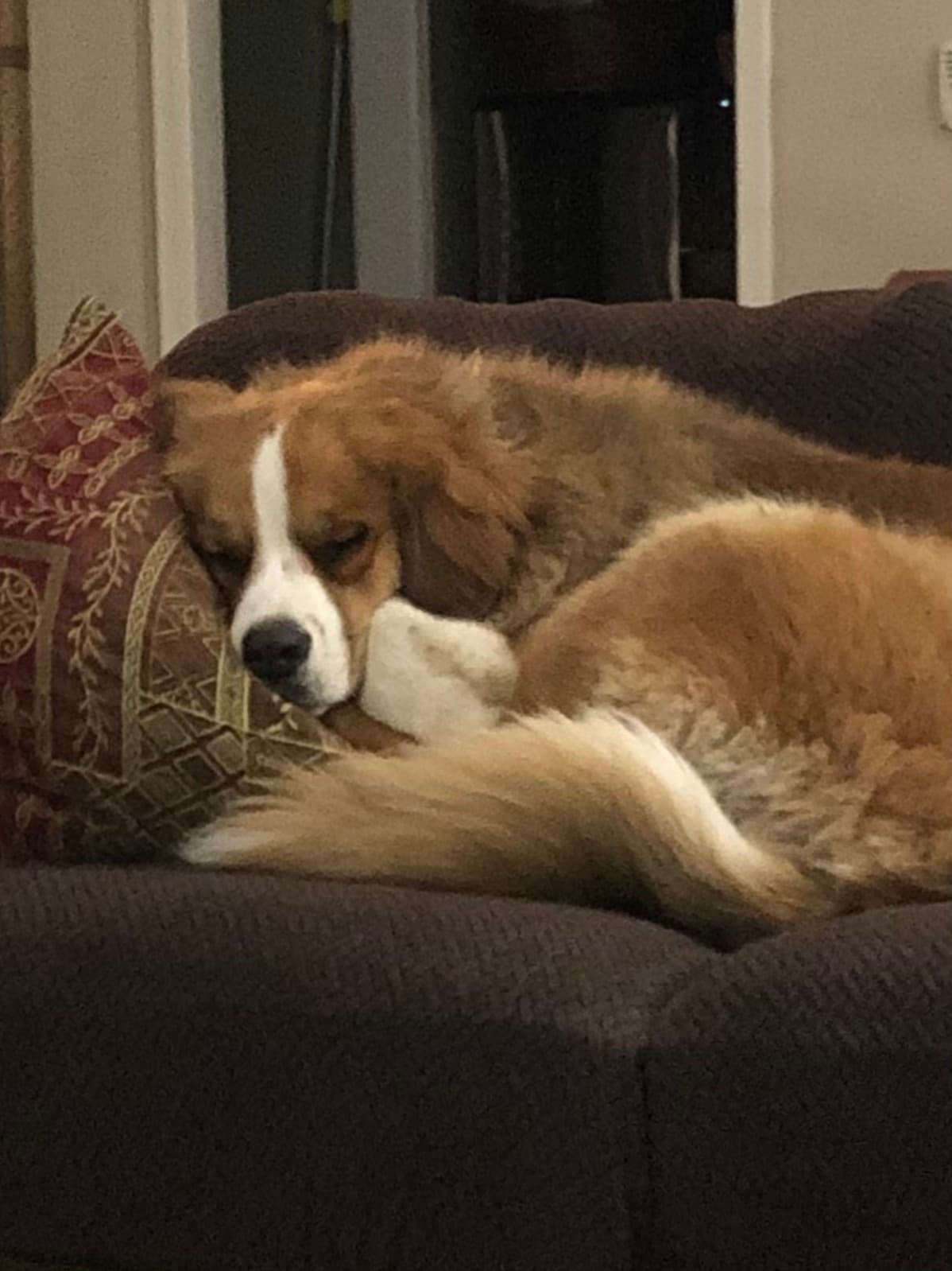 Memorial photo of Penny