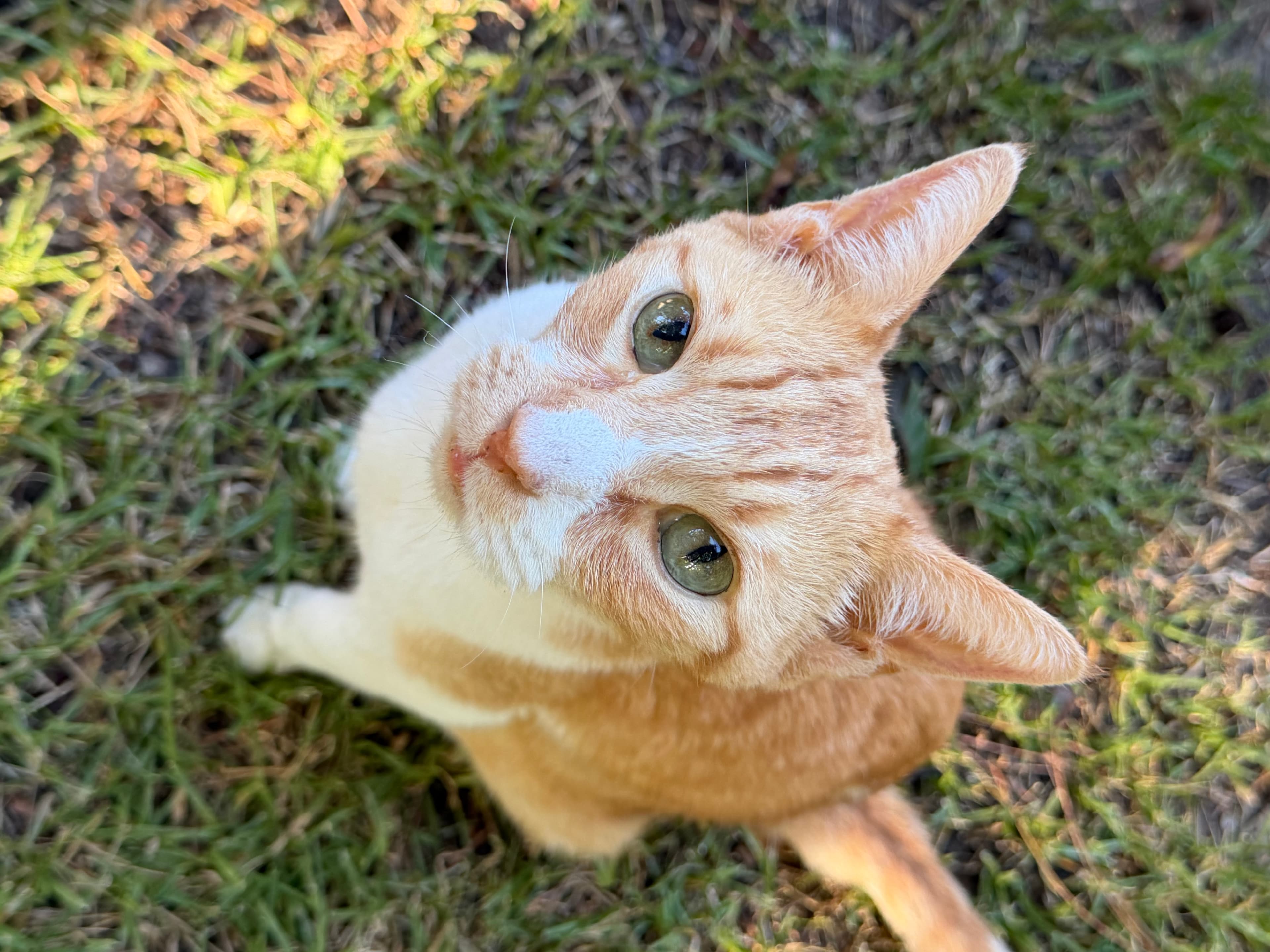 Memorial photo of Ron