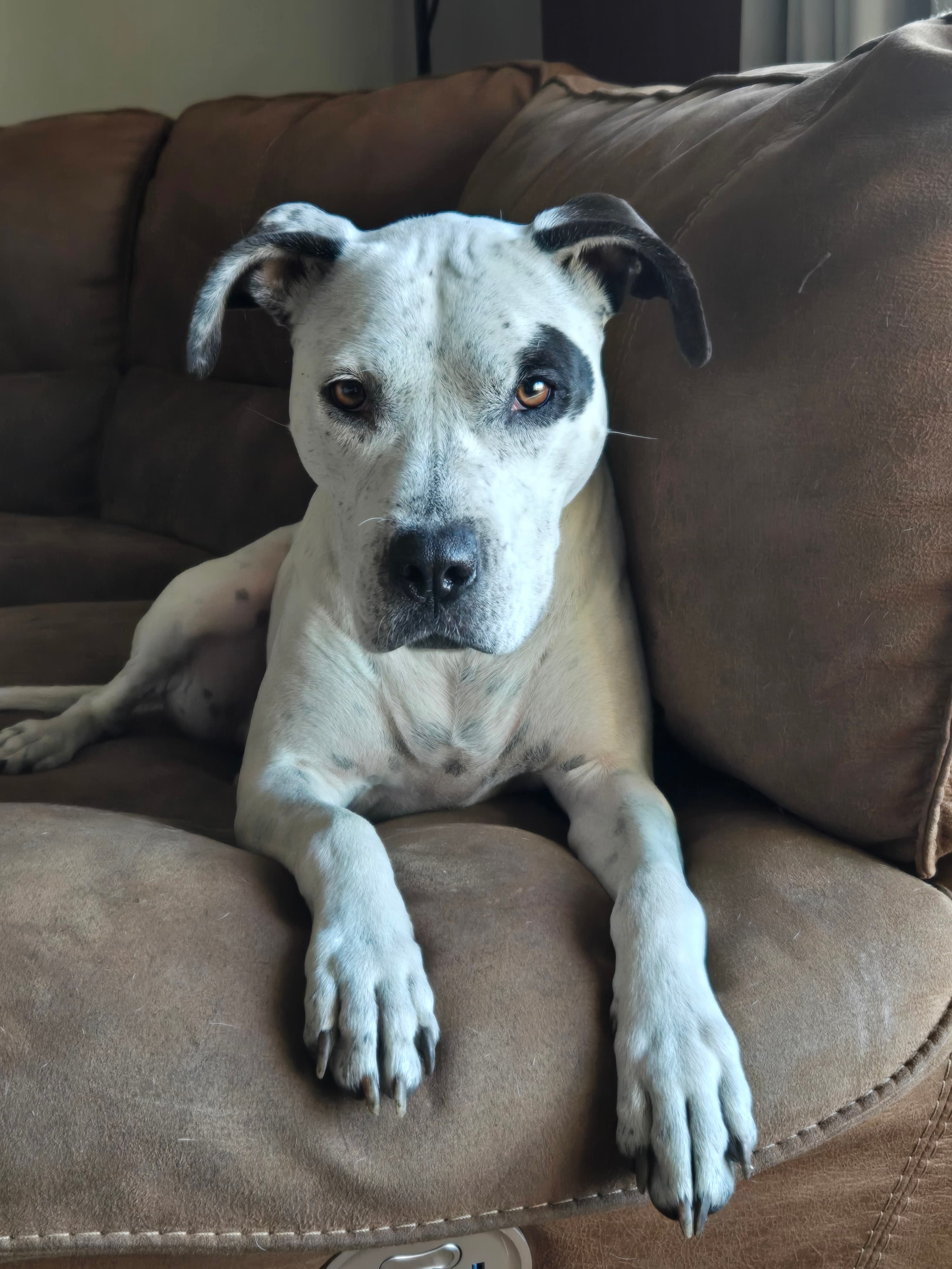 Memorial photo of Nala