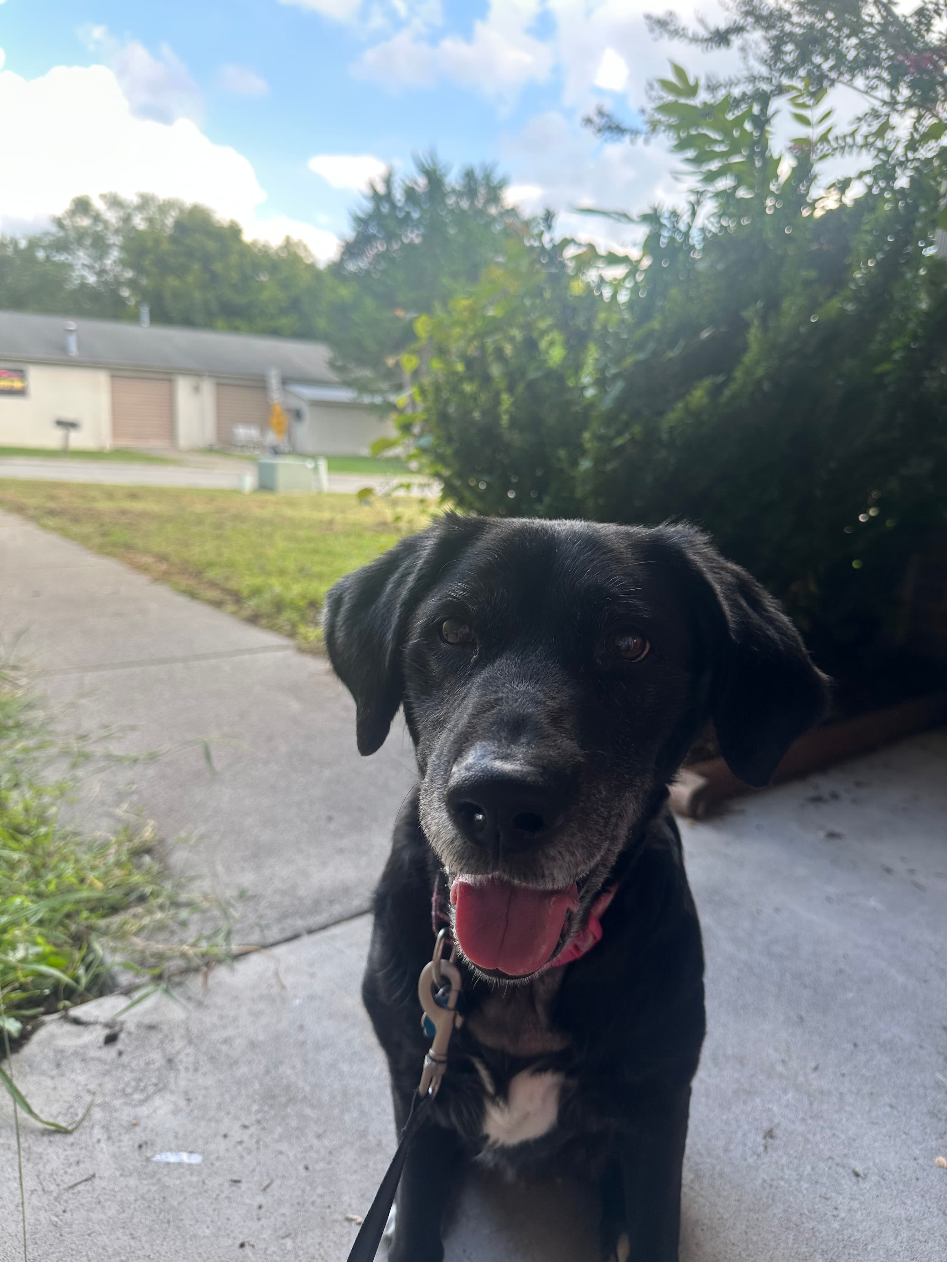 Memorial photo of Luna