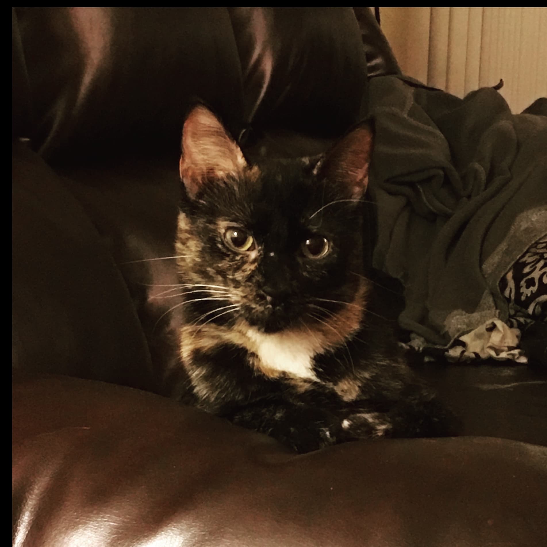 Memorial photo of Twix