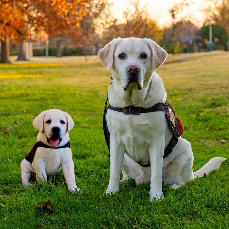 Memorial photo of Beloved Pet