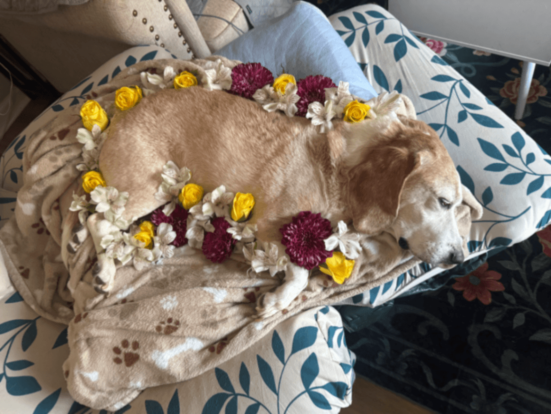 Memorial photo of Beloved Pet