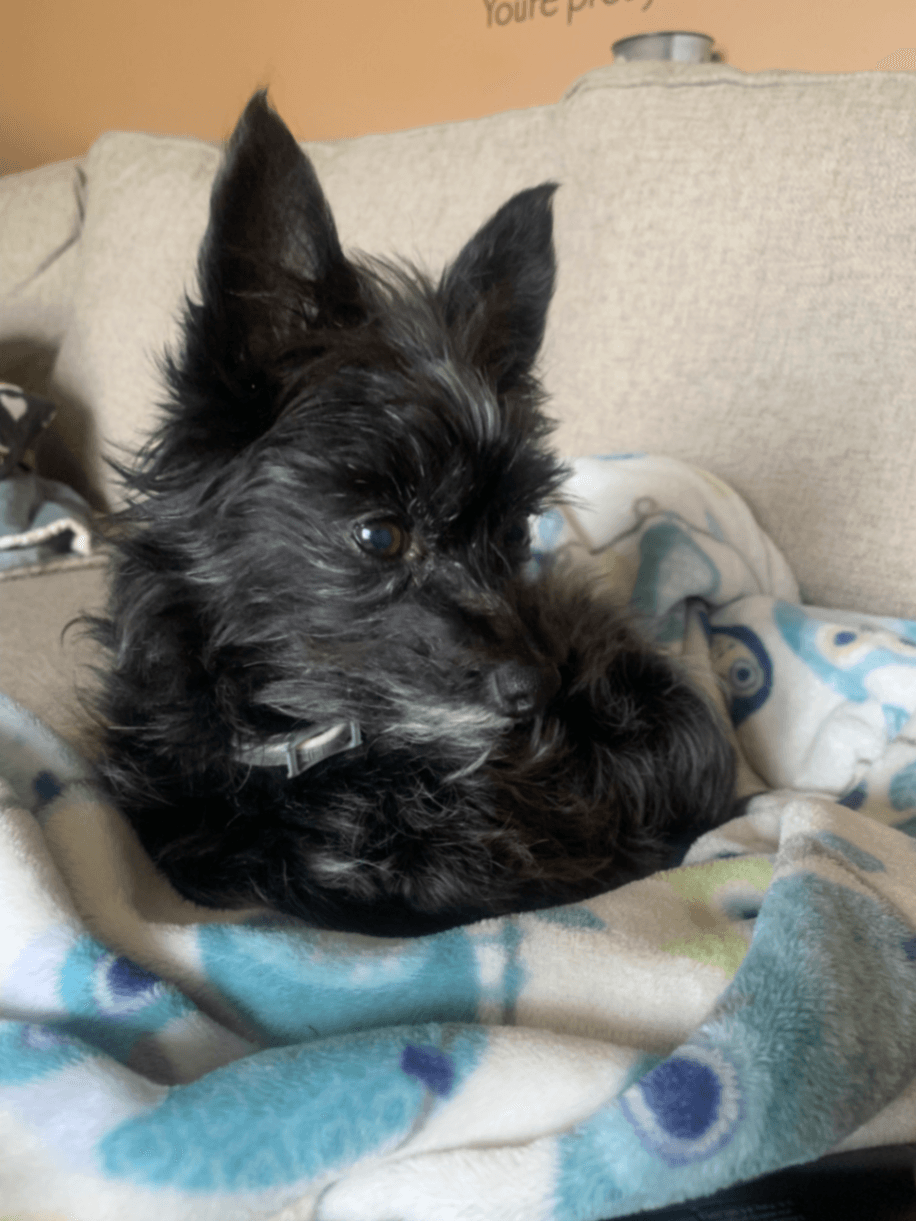 Memorial photo of Lucy