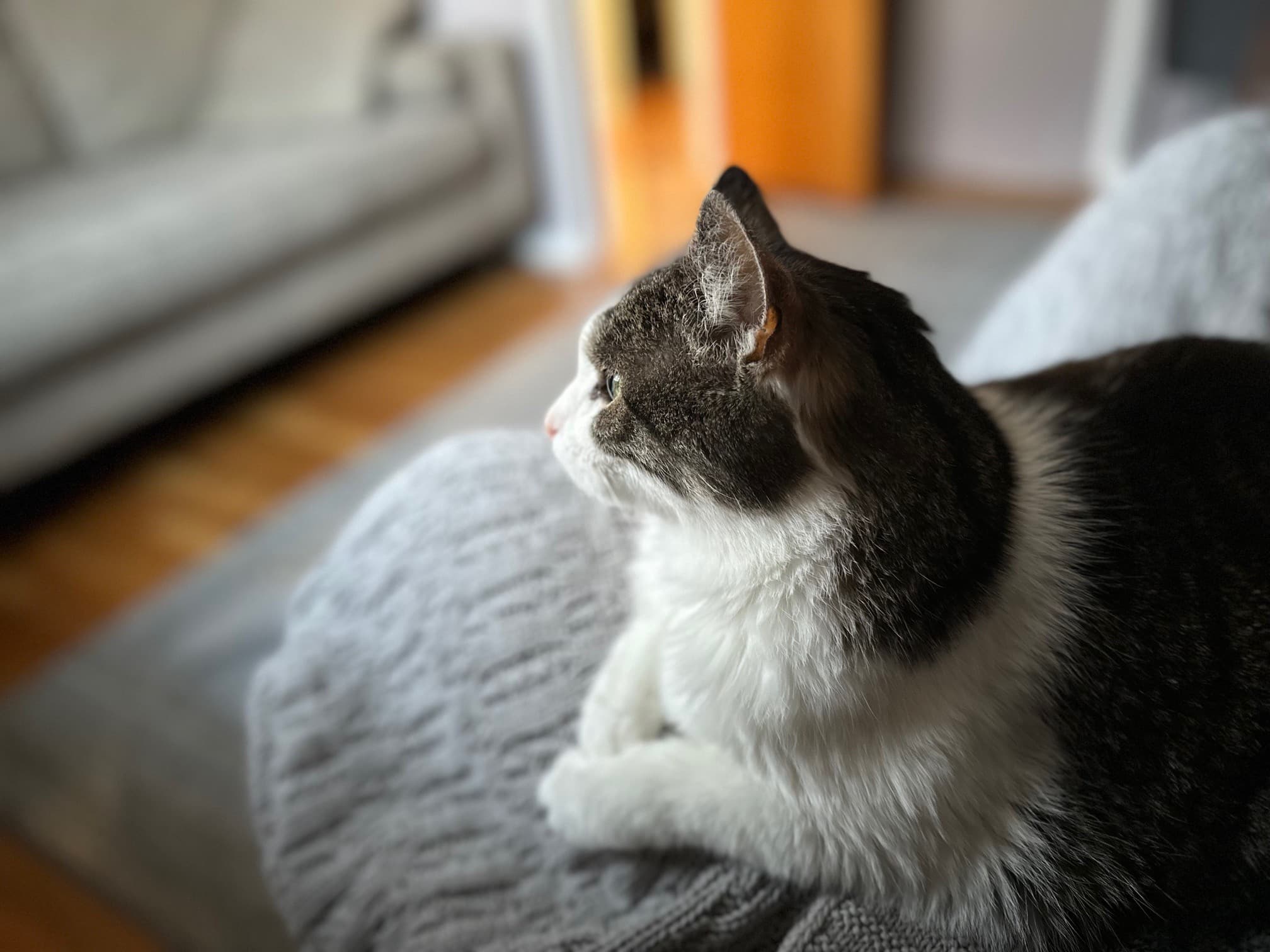 Memorial photo of Pip