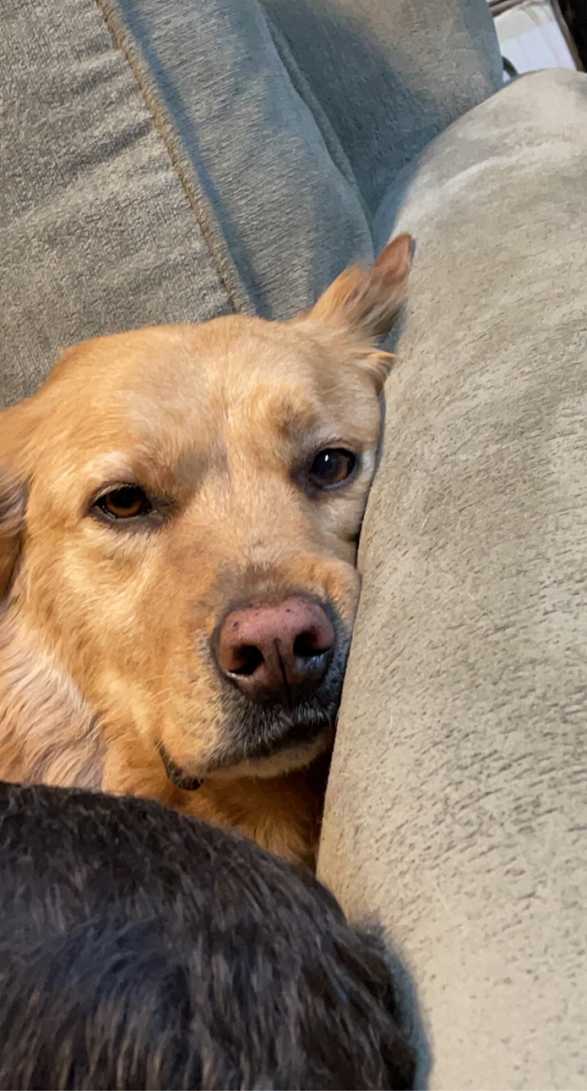 Memorial photo of Missy