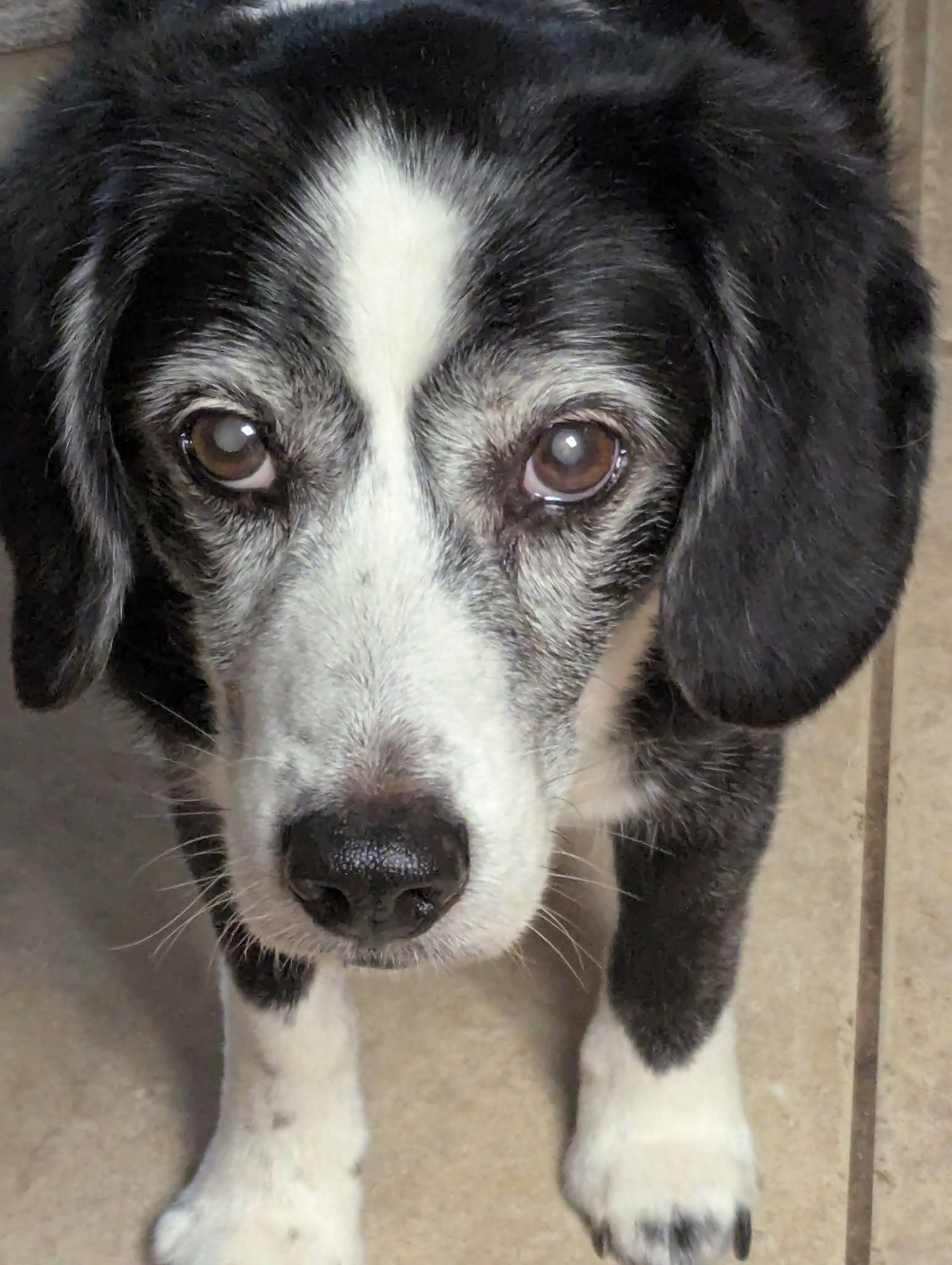 Memorial photo of Pepper