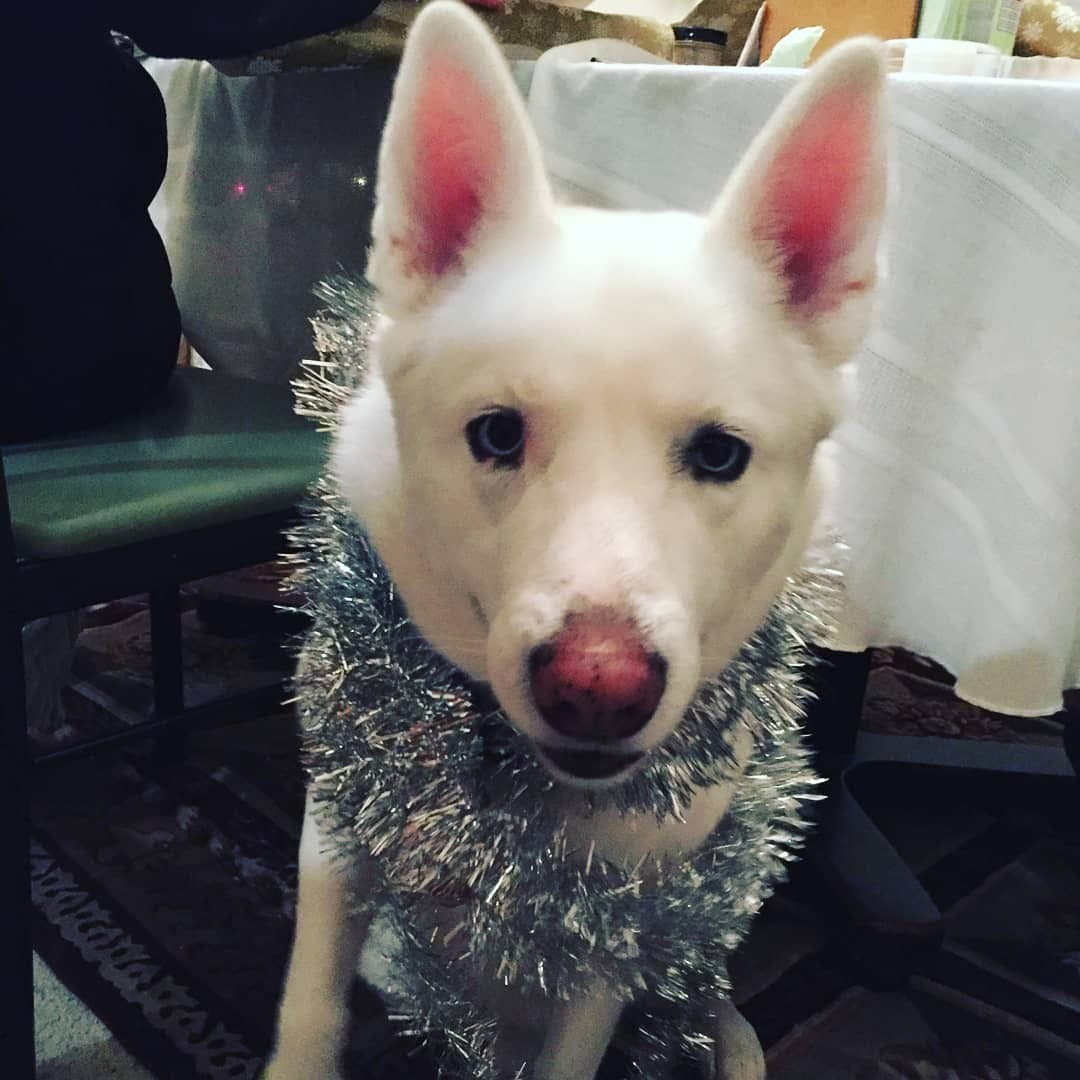 Memorial photo of Dixie