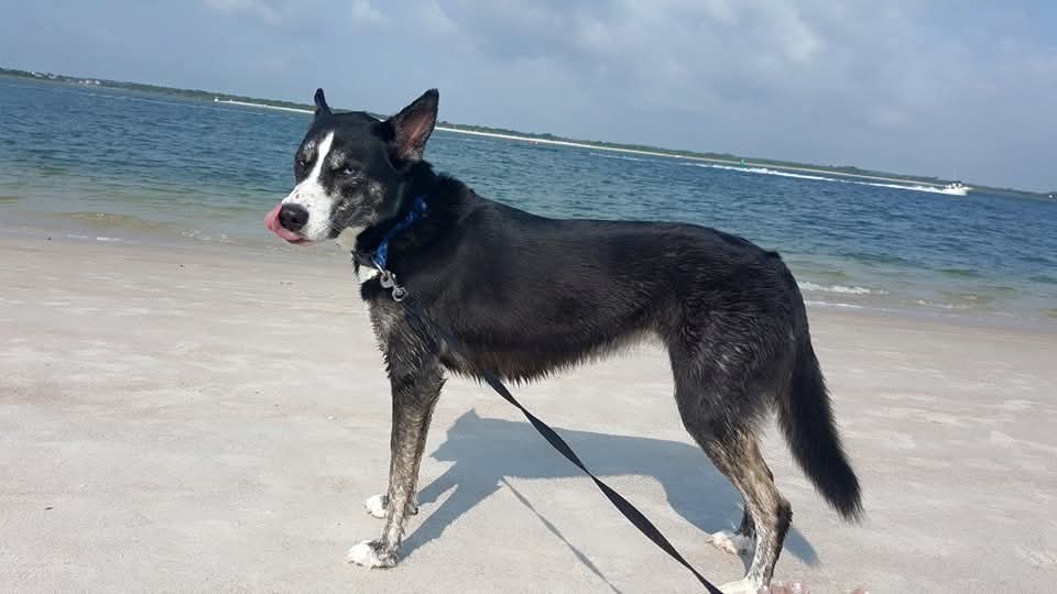 Memorial photo of Nova